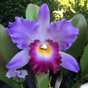 Meet your Posher, Ahdieh